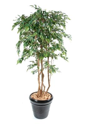 Arbre artificiel Ficus Natasja multi-troncs - plante synthétique intérieur - H.210cm