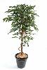 Arbre artificiel Ficus tronc simple - plante synthétique intérieur - H.120cm