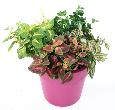 Feuillage artificiel Coleus en piquet - plante verte intérieur - H.40cm vert rouge
