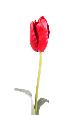 Fleur artificielle coupée Tulipe - décoration d'intérieur - H.79cm rouge