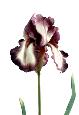 Fleur artificielle iris haute qualité - fleur bicolore - H. 77 cm prune