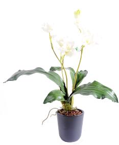 Fleur coupée Lycaste Orchidée - plante artificielle en piquet - H.60cm blanc