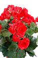 Fleurs artificielles Bégonia - plante en piquet - H.30cm rouge