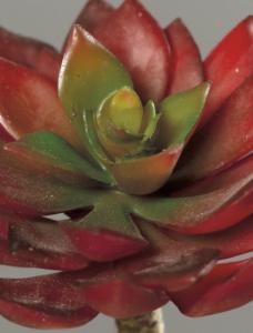Mini plante artificielle Succulente rouge - cactus artificiel intérieur - H.12cm