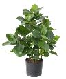 Plante artificielle Clusia - décoration d'intérieur - H.45cm vert crème