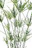 Plante artificielle Papyrus ornemental en pot - décoration d'intérieur - H. 140cm vert