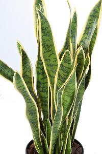 Plante artificielle Sansevieria large - décoration d'intérieur - H.93cm vert jaune