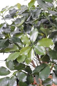 Plante artificielle Schefflera Exotica Buisson - décoration d'intérieur - H.90cm vert