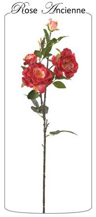 Rose ancienne bordeaux 77cm