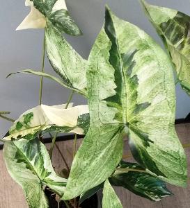 Plante artificielle Alocasia en pot - plante d'intérieur - H.75cm vert crème