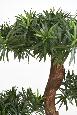 Arbre artificiel Podocarpus nuage UV - intérieur extérieur - H.135cm