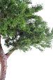Arbre artificiel forestier Pin tête - arbre méditerranéen pour intérieur - H.280cm