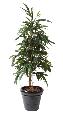 Arbre artificiel luxe Ficus alii - plante intérieure - H.160cm vert