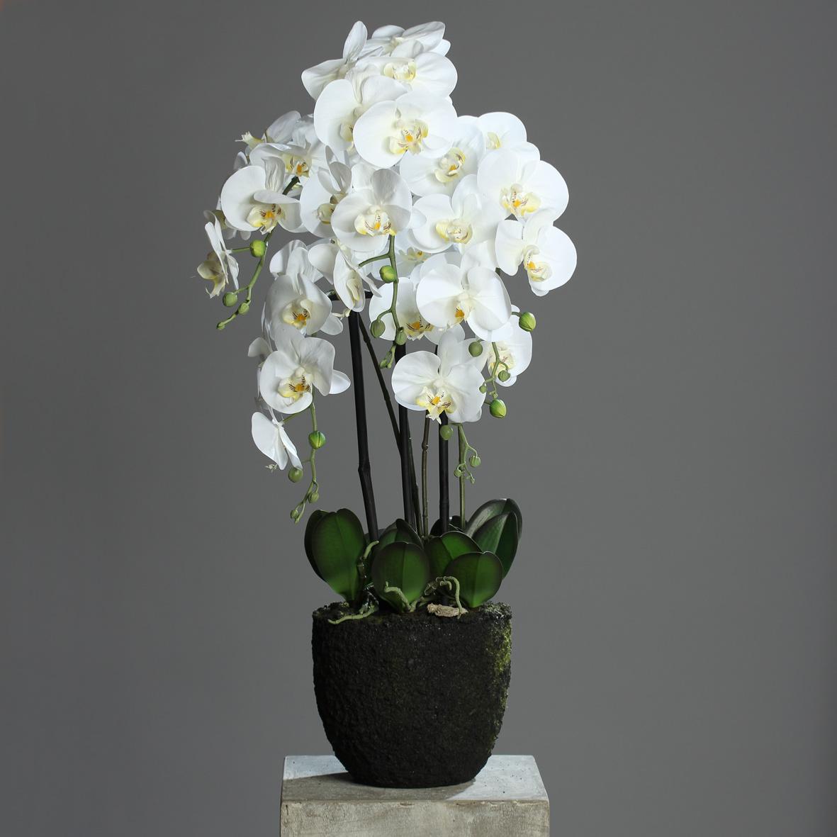 Fleur artificielle Orchidée Phalaenopsis Fresh en motte - plante  d'intérieur - H.85 cm crème
