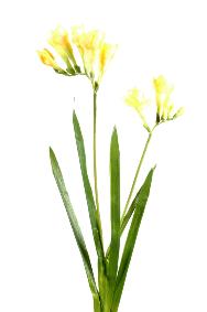Fleur coupée artificielle Freesia large - création de bouquet - H.60 cm jaune