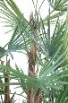 Palmier artificiel Livistonia - décoration d'intérieur - H.110cm vert