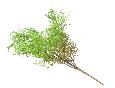 Plante artificielle Asparagus fin en piquet - décoration d'intérieur - H.62cm vert