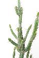 Plante artificielle Cactus Finger F - Plante pour intérieur - H.85cm vert