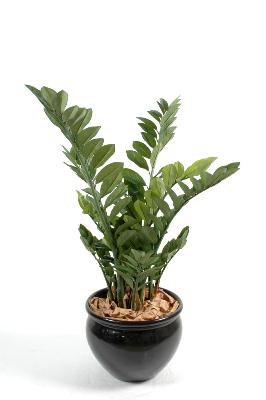 Plante artificielle verte Zamioculcas - décoration pour intérieur - H.90cm