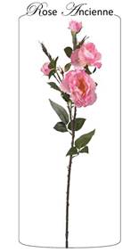 Rose ancienne rose 77cm