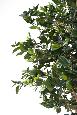 Arbre artificiel Fruitier - plante synthétique d'intérieur - H.280cm vert