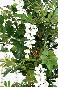 Arbre artificiel fleuri Glycine blanche - plante d'intérieur - H.145cm