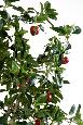 Arbre fruitier artificiel Pommier - plante pour intérieur - H.250cm