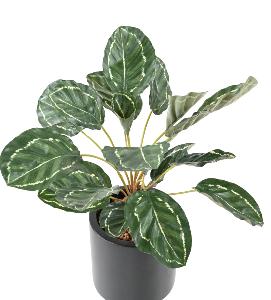 Feuillage artificiel Calathea 19 feuilles - plante verte d'intérieur - H.55cm