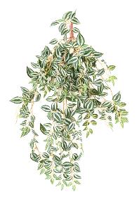 Feuillage artificiel chute de Tradescantia - plante d'intérieur - H.70cm vert blanc