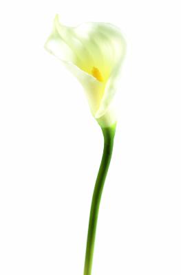 Fleur artificielle Arome haute qualité - composition bouquet - H.65cm blanc