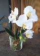 Fleur artificielle Orchidée Phalaenopsis dans un pot en verre - plante d'intérieur - H.42cm crème