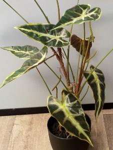 Plante artificielle Alocasia en pot - plante d'intérieur - H.75cm vert foncé