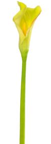 fleur artificielle Cala natural touch - haute qualité - H.80 cm vert-blanc