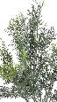 Branche artificielle de Cyprès Lawson - feuillage pour extérieur - H.55 cm vert