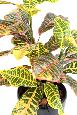Feuillage artificiel Croton en piquet - plante d'intérieur - H.70cm vert rouge jaune