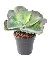 Mini plante artificielle Succulente ROND - cactus artificiel intérieur - H.24 cm