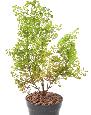 Plante artificielle Buxus en piquet - décoration d'intérieur - H.50cm vert foncé
