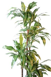 Plante artificielle Dracaena Fragrans 4 tiges - déco d'intérieur - H.145cm