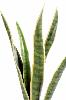Plante artificielle Sansevieria piquet - succulente pour intérieur - H. 60cm vert jaune