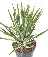 Plante artificielle Yucca Golden en piquet - intérieur extérieur - H.35cm