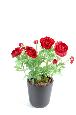 Plante artificielle fleurie - Renoncule rouge en piquet - H.38cm rouge