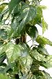 Plante verte artificielle Pothos tuteur coco - plante d'intérieur - H.100cm vert