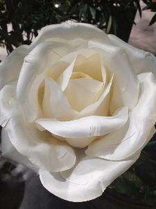 Rose artificielle géante Aliénor - décoration d'intérieur - H.108cm Ø.28cm blanche