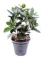 Arbre artificiel Ficus elastica buisson - plante synthétique - H.90cm vert