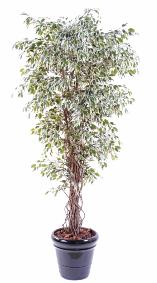 Arbre artificiel Ficus lianes petites feuilles - plante d'intérieur - H.180cm vert/crème