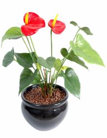 Fleur artificielle Anthurium en piquet - plante d'intérieur - H.45cm rouge