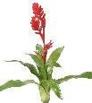 Fleur artificielle Bromélia 4 fleurs - décoration d'intérieur - H.55cm rouge