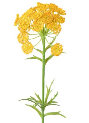 Fleur artificielle Daucus - création bouquet pour intérieur - H. 55cm jaune