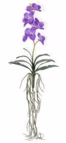Fleur artificielle Orchidée Vanda feuillage et racines H.58cm lavande