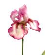 Fleur artificielle iris haute qualité - fleur bicolore - H. 77 cm fuchsia